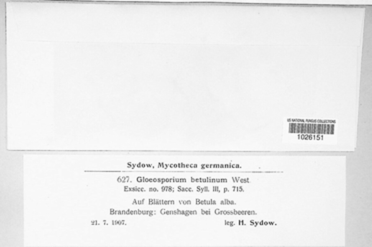 Ophiognomonia intermedia image